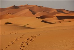 Saharan Sands