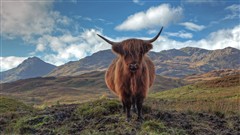 Highland Cow