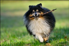 Sheltie