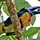 Aracari, Tc17, 140940