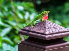 Anole Dragon Lizard.