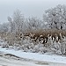 зимняя пастель