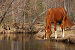 Рыжий молодой жеребец пьет воду из реки, фото № 180220, снято 29 апреля 2006 г. (c) Абрамова Ксения / Фотобанк Лори