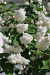 Дейция шершавая (Deutzia scabra), или звёздчатая (Deutzia scabra), фото № 3979361, снято 18 июня 2012 г. (c) lana1501 / Фотобанк Лори