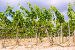 Vineyards near Haro, фото № 6129421, снято 29 июня 2014 г. (c) Яков Филимонов / Фотобанк Лори