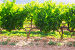 Vineyards plantation in sunny summer day, фото № 6129418, снято 29 июня 2014 г. (c) Яков Филимонов / Фотобанк Лори