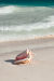 close up of seashell on tropical beach, фото № 6141438, снято 20 января 2010 г. (c) Syda Productions / Фотобанк Лори