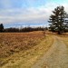 Wintry Grassy Trail