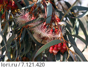 Бутоны и цветы эвкалипта закрученного / Eucalyptus torquata, фото № 7121420, снято 14 марта 2015 г. (c) Irina Opachevsky / Фотобанк Лори