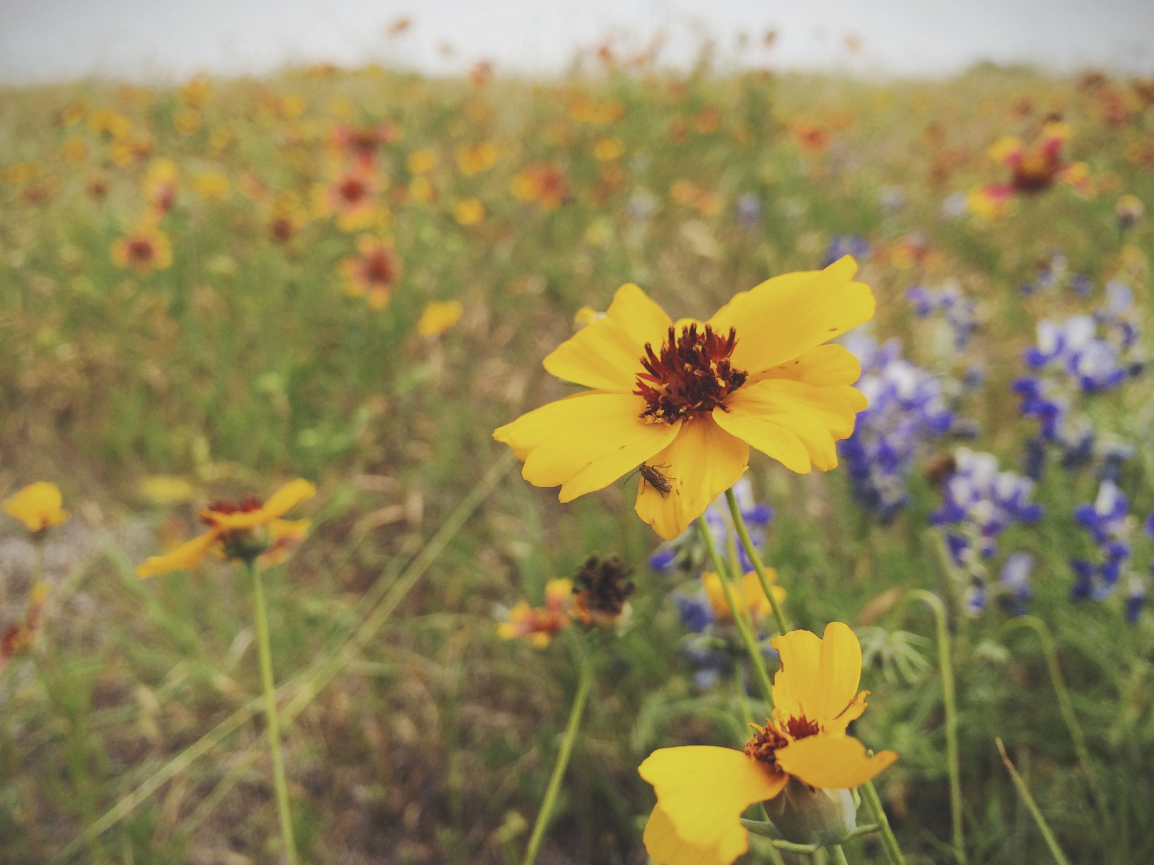 A field of wildflowers in Austin, Texas.