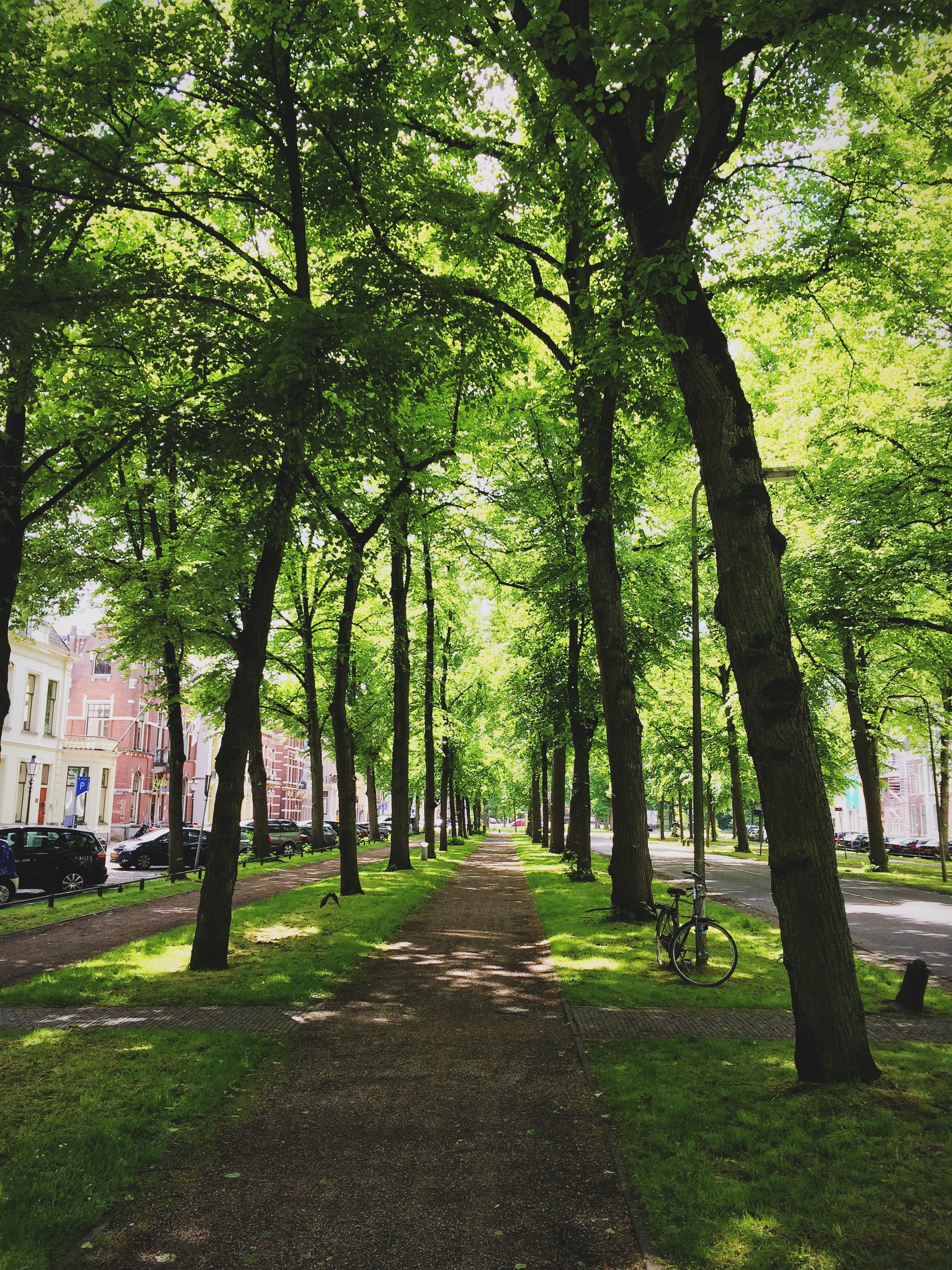 Green trees line this path in Utrecht, Netherlands.