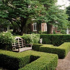Boxwood     Boxwood sets the standard for formal clipped hedges. Its ability to withstand frequent shearing and shaping into perfect geometric forms makes this evergreen a popular border plant. You can also let it grow tall to provide a screen or to create a maze. Some varieties grow to 20 feet tall.  Name: Buxus selections  Zones: 5 - 9
