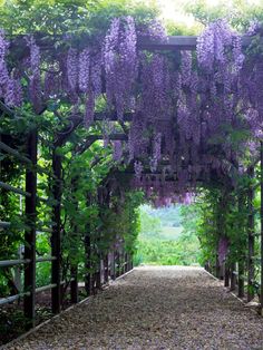 These hardy, heavy-wooded, vigorous, deciduous vines are invaluable for screening and for draping over verandahs and porches, with the dense foliage providing cool shade during the warmer months, then as the weather cools and the leaves fall, the winter sun is allowed to penetrate. The flowers are highly scented.