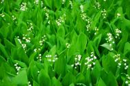 A patch of Lily-of-the-valley, May's birth flower.