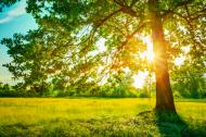 Summer Sun peeking from a tree.