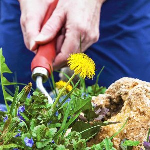 trimming weeds