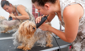 $80 for Hair and Nail Grooming Package