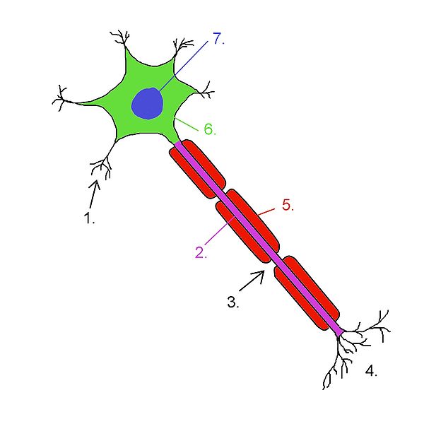 Fișier:Neuron0.jpg