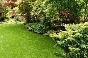 Mow Grass and Maintain Landscaping in Tacoma