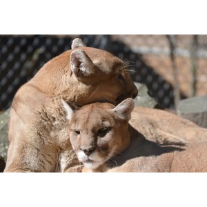 Popcorn Park Zoo Mourning The Loss Of Lance The Cougar