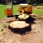 Ways to Remove a Tree Stump