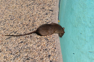 Control or Eliminate Rodents in Tampa