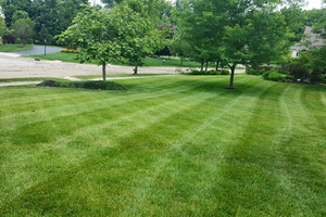 Local Lawn Mowing Services and Yard Maintenance Companies