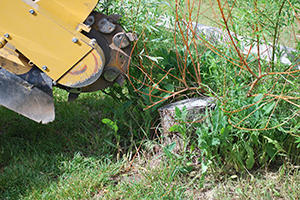 Remove a Tree Stump in Philadelphia