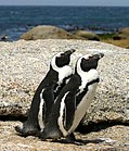 Pápaszemes pingvinek
