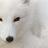 Arctic Fox