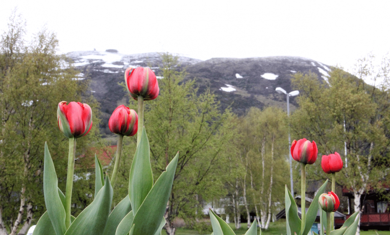 Tulipanene har ikke akkurat fått en varm velkomst, i natt er det ventet kuldegrader i Oppdal.