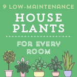 9 Low-Maintenance House Plants for Every Room