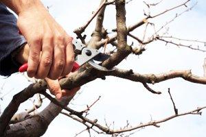 Maintain Trees & Shrubs