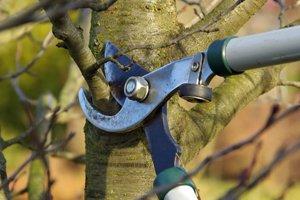 Trim or Remove Trees & Shrubs