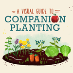 A Visual Guide to Companion Planting