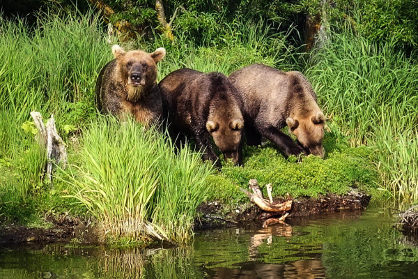 kamchatka-bears-1