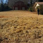 Hay on the ground