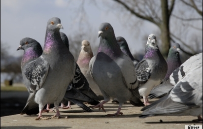 Paris : le dépigeonnage, la meilleure solution pour se débarrasser des volatiles