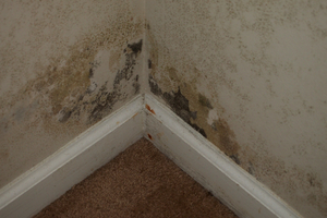 Local Black Mold Testing Services