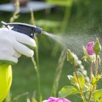 Gardening Hacks to Protect and Nourish Your Plants