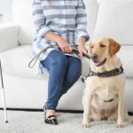 The Ultimate Guide to Optimizing Your Home for a Service Dog