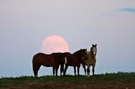 The Full Moon behind three horses.