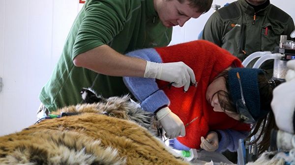 Плановый медико-биологический осмотр тигра, отловленного в начале года  на территории нацпарка Земля леопарда в Приморье 