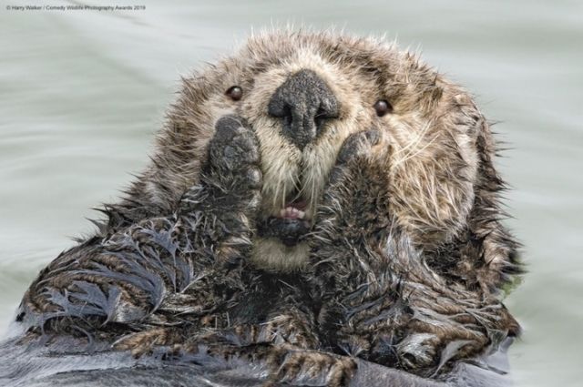 Comedy Wildlife Photography Awards-2019: самые смешные и забавные фото животных из мира дикой природы