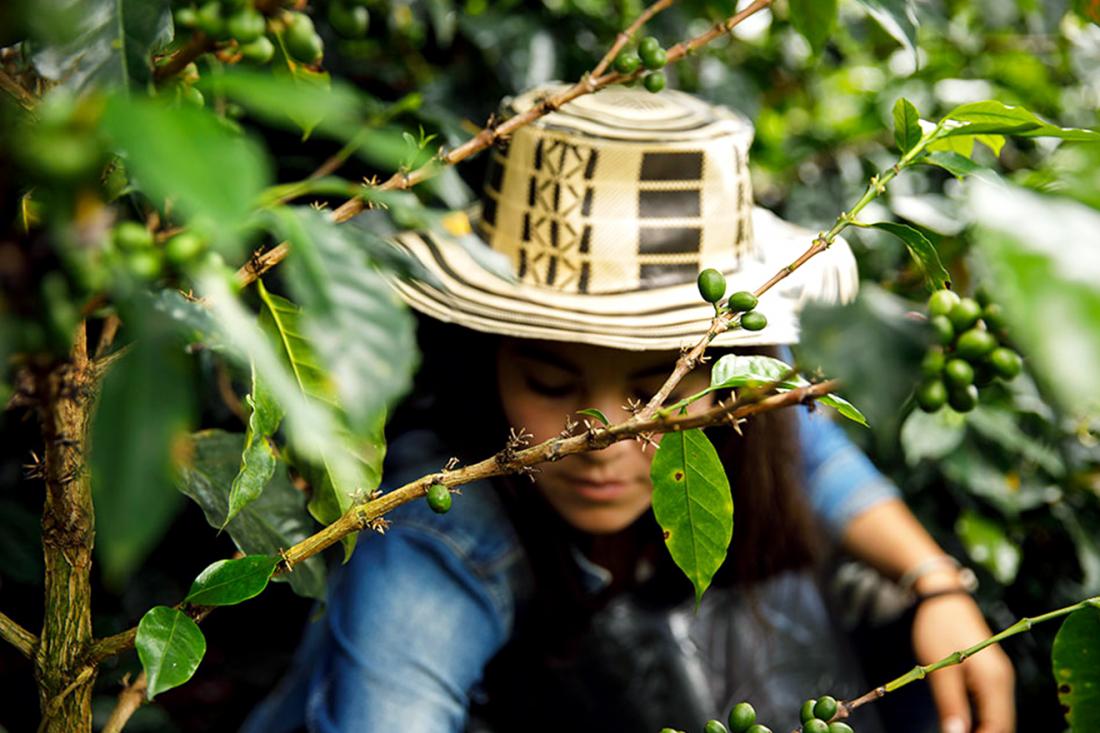 This photo focuses in the foreground on lush branches of green coffee beans with a blurry view of a woman wearing a straw hat picking the beans in the background.