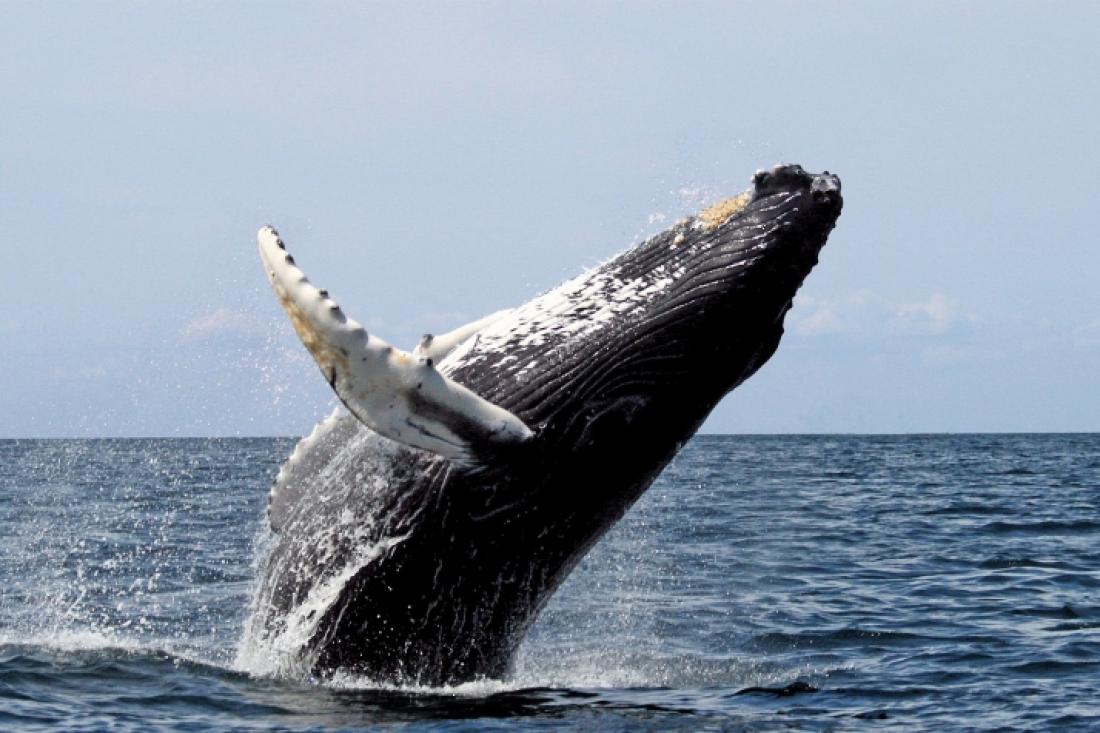 Humpback whale