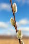 Купить «Willow branch close up», фото № 33448332, снято 11 марта 2014 г. (c) Argument / Фотобанк Лори