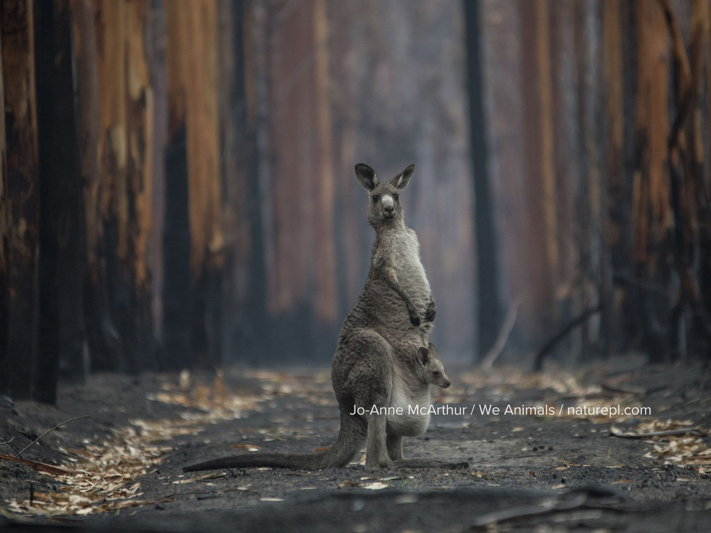 A mother kangaroo and her joey, survivors of a forest fire / bushfire in Mallacoota, Australia. January 2020