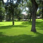 Lush green grass on a shaded lawn