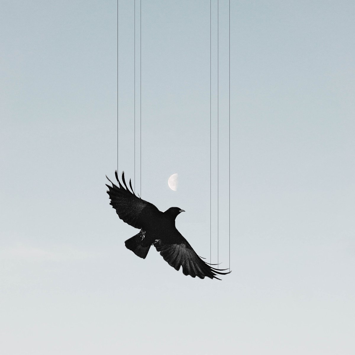 A digital collage by Liquid Pink. A black bird with a moon and sky in the background. The bird is held by thin wires.